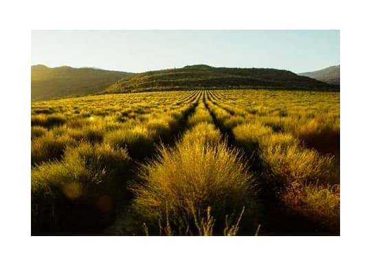 rooibos-powerpoint-presentation1-e1712559405225